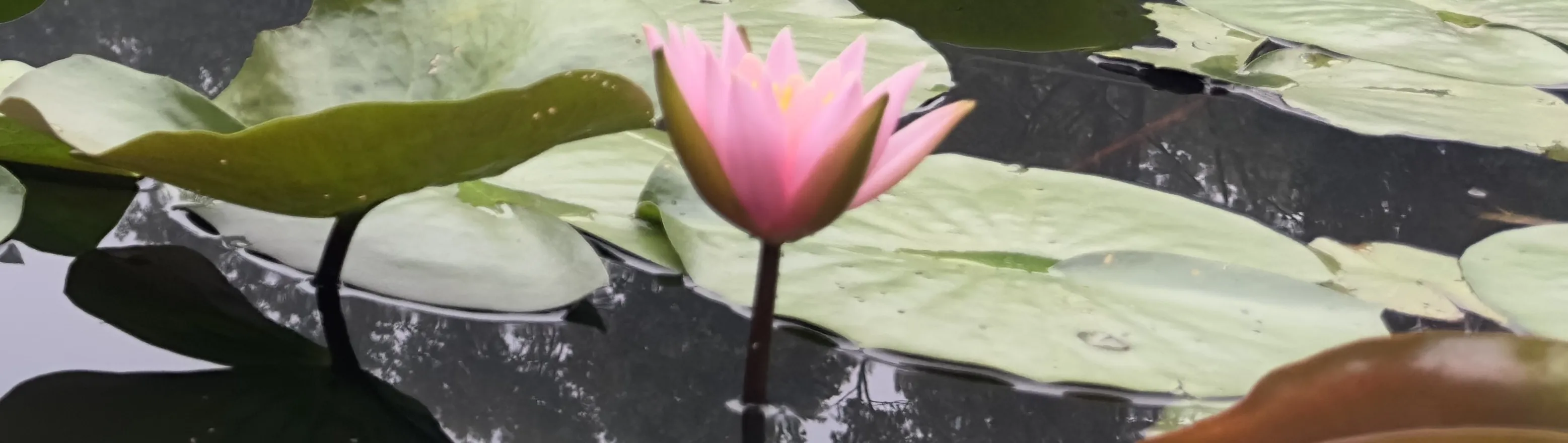FLower on a lake.